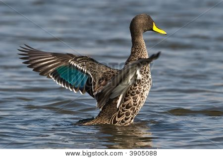 Yellow Billed Duck