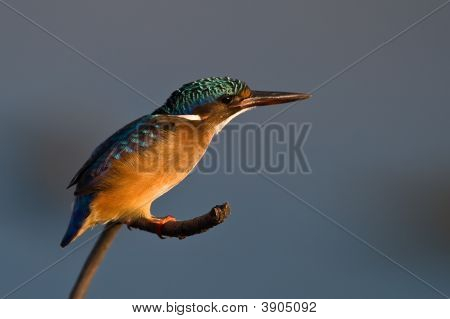 Malachite Kingfisher On Twig