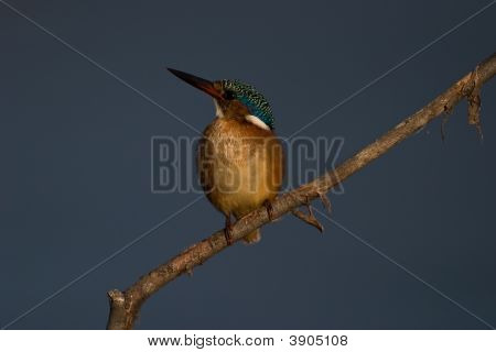 Malachite Kingfisher On Twig