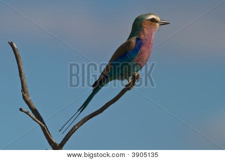 Lilac-Breasted Roller
