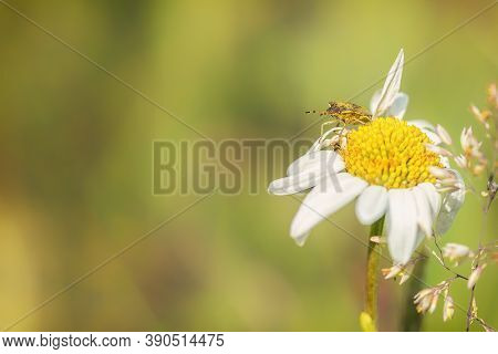 A Shield Bug (carpocoris Purpureipennis) On A Daisy Flower (leucanthemum Vulgare) In The Spring