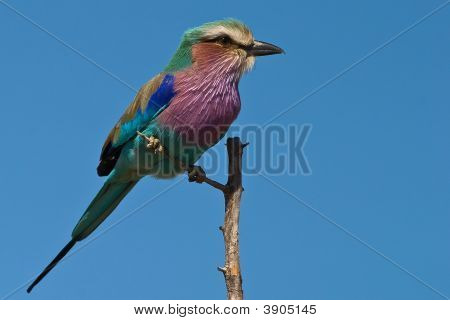 Lilac-Breasted Roller