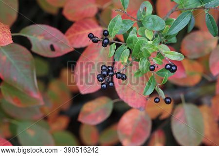 Cornus Sanguinea. Bush In Autumn With Berries