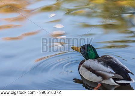 A Male Duck Swimming Around On A Beautiful Sunny Autumn Day In A Swedish Pond