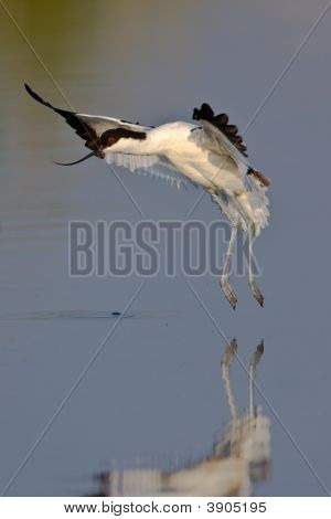Pied Avocet