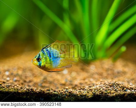 Blue Balloon Ram (microgeophagus Ramirezi) In A Fish Tank With Blurred Background