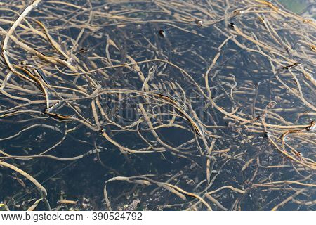 Tongweed, Himanthalia Elongata, In A Rock Pool