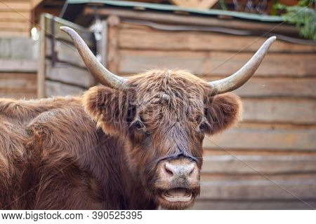 Highlands Hairy Cows Are Shaggy, Hairy Cows.