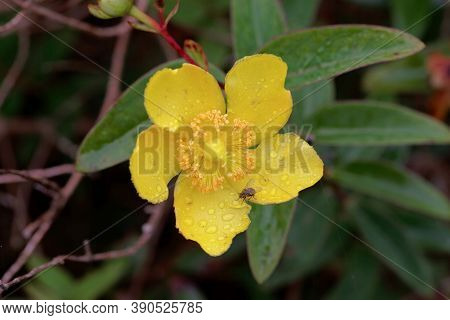 The St. John’s Wort Hypericum X Moserianum