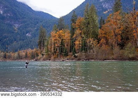 A Man Stands In The Squamish River, Fly-fishing, In British-columbia With The Vibrant Autumn Leaves 