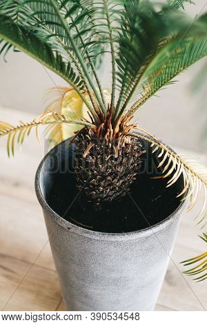Palm Tree In Grey Flowerpot In Living Room. Houseplant Indoor. Close-up. High Quality Photo
