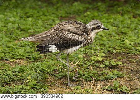 The Bush Stone-curlew (burhinus Grallarius)  In Zoo.