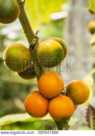 Lulo Delicious Tropical Fruit - Solanum Quitoense