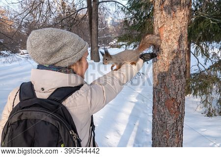 Girl Feeds A Squirrel With Nuts At Winter. Squirrel Eats Nuts From The Girls Hand. Caring For Animal