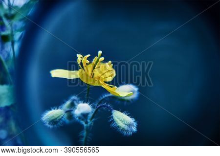 Ghost Blue Background With A Yellow Flower. Abstract Natural Background With Celandine Flower. The B
