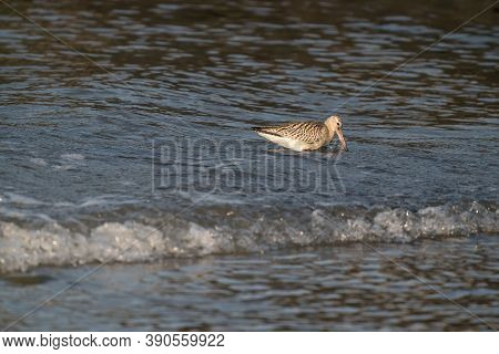 Close-up Of A Black-tailed Godwit Limosa Limosa Wader Bird Foraging In Water. Wave In Foregound