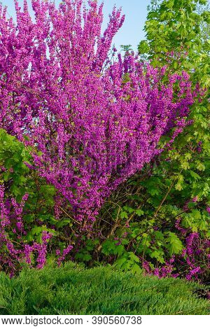Judas Tree Blossoming In The Park. Beautiful Nature Background In Morning Light. Purple And Green Co