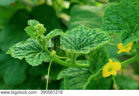 Closeup Of Unique Texture And Pattern Of Melon Fruit's Leaf With Its Blurry Flowers In Background