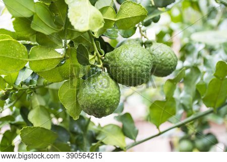 Fresh Bergamots And Leaves On Tree With Water Drops On Them Fruity,   With Herbaceous Bergamia Aroma