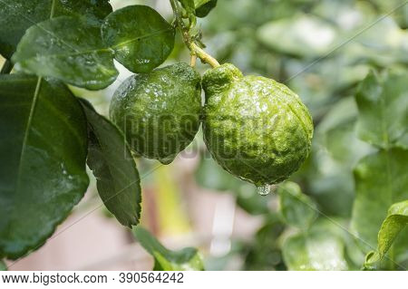 Fresh Bergamots And Leaves On Tree With Water Drops On Them Fruity,   With Herbaceous Bergamia Aroma