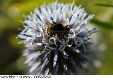 Bees On Pollen From Echinops Ritro.echinops Ritro, The Southern Globethistle, Is A Species Of Flower