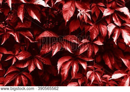 Creative Layout Made Of Red Toned Leaves Of Vitaceae Or Grapevines. Flat Lay. Nature Background.