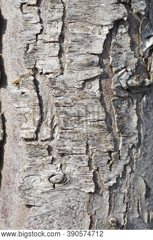 Western Red Cedar Martin Bark Detail - Latin Name - Thuja Plicata Martin