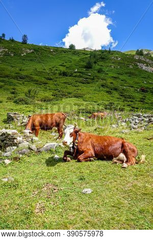Cows In Alpine Pasture, Pralognan La Vanoise, French Alps