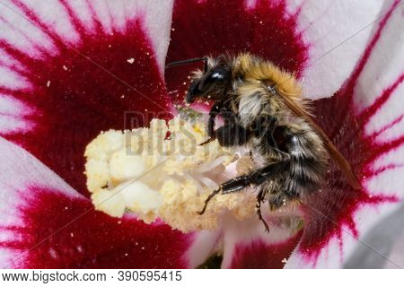 Small Bumblebee Hidden Between Red Flower Petals. Single Bee Family Insect Fully Covered With Pollen