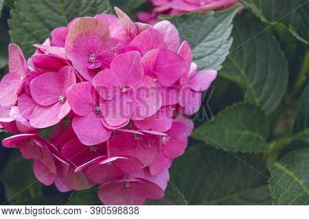 Close Up Picture Of Pink Hydrangea Flower With Big Flowers On Green Background. Garden Picture With 