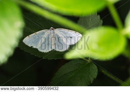 White-pinion Spotted(lomographa Bimaculata)