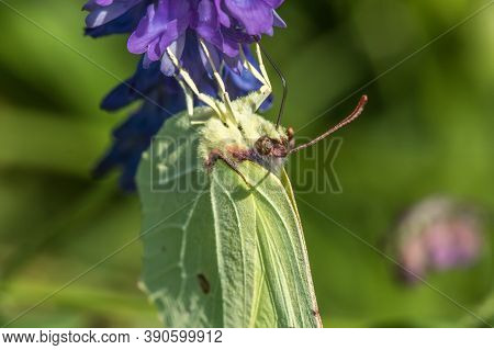 Common Brimstone (gonepteryx Rhamni)
