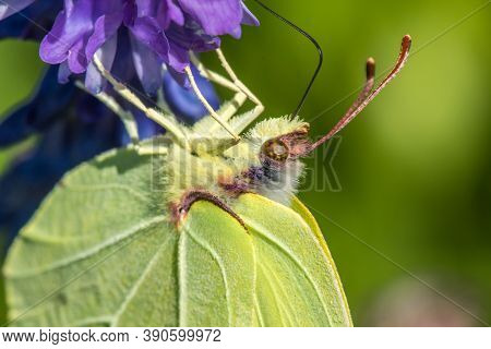 Common Brimstone (gonepteryx Rhamni)