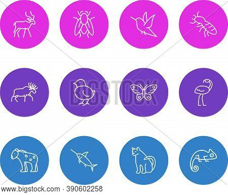 Illustration Of 12 Animals Icons Line Style. Editable Set Of Humming Bird, Fly, Poultry And Other Ic