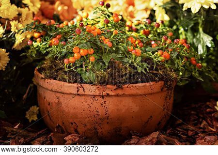 Potted Solanum Plant With Berries. At The Harvest Festival.seasonal Autumn Flowers.