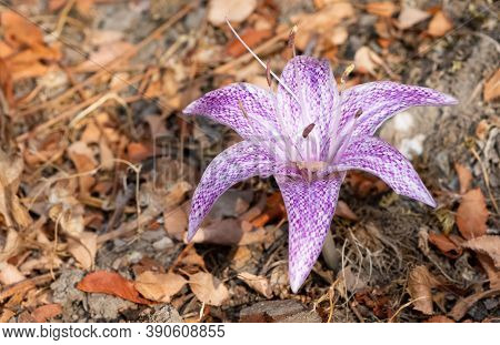 Wild Flowers, Medicinal Plants, Various Crocus Photos