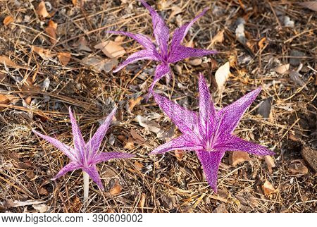 Wild Flowers, Medicinal Plants, Various Crocus Photos