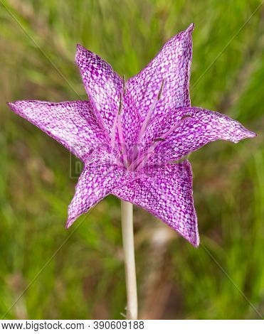 Wild Flowers, Medicinal Plants, Various Crocus Photos