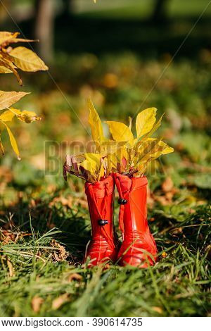 Red Kids Gumboots With Yeallow Leaves Inside. Autumn Coziness With Foliage Inside The Boots. Golden 
