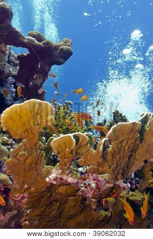 coral reef with great fire coral and exoyic fishes anthias in red sea