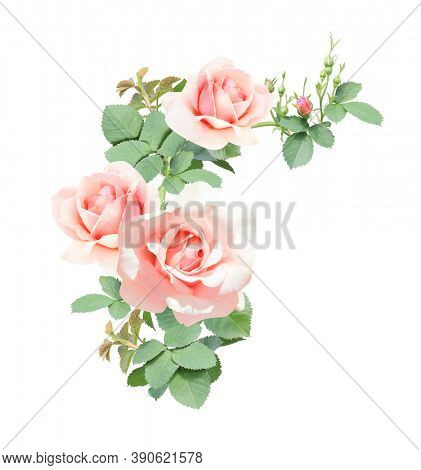 Angle border with branch of rose with pink flowers. Angle frame with branches of Climbing Rose. Isolated on white background