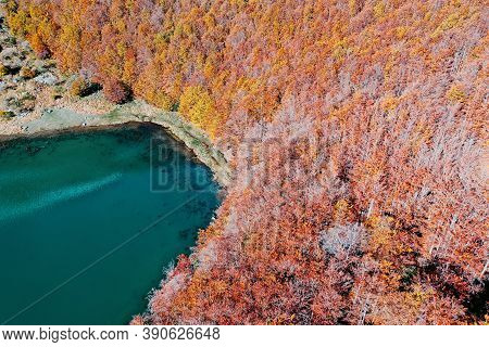 Autumn Foliage And Bush Beech Tree Forest Near Lake, Apennines, Italy. Lago Santo Modenese