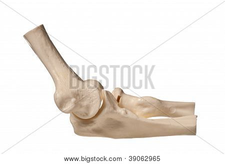 인간의 팔꿈치