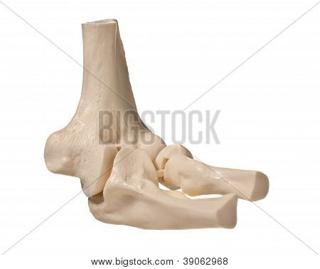 인간의 팔꿈치