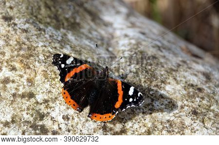 Vanessa Atalanta. Red Admiral Butterfly Is Sitting And Have Sun Bath On The Big Stone In Bright Sunn