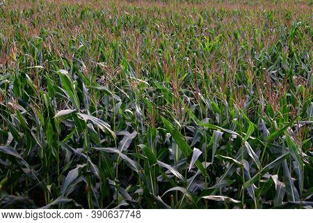 Young Corn Plants In A Field. Maize Or Sweetcorn Plants Background. Cornfield Texture. Agricultural 