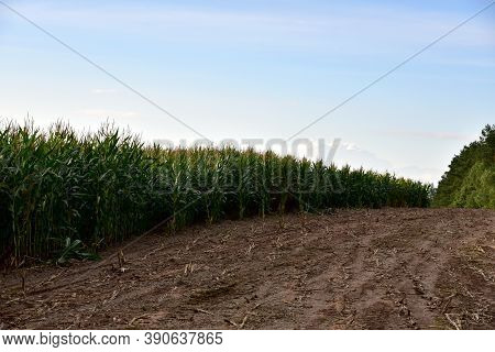 Young Corn Plants In A Field. Maize Or Sweetcorn Plants Background. Cornfield Texture. Agricultural 