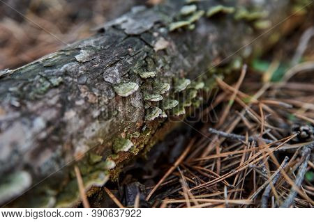 Green Mushroom On Dry Log, Autumn Forest, Close-up Photo