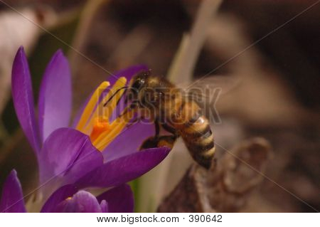 Bee lukke