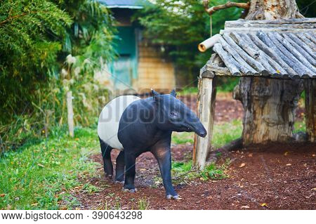 Malayan Tapir (tapirus Indicus) In Zoo In Paris, France